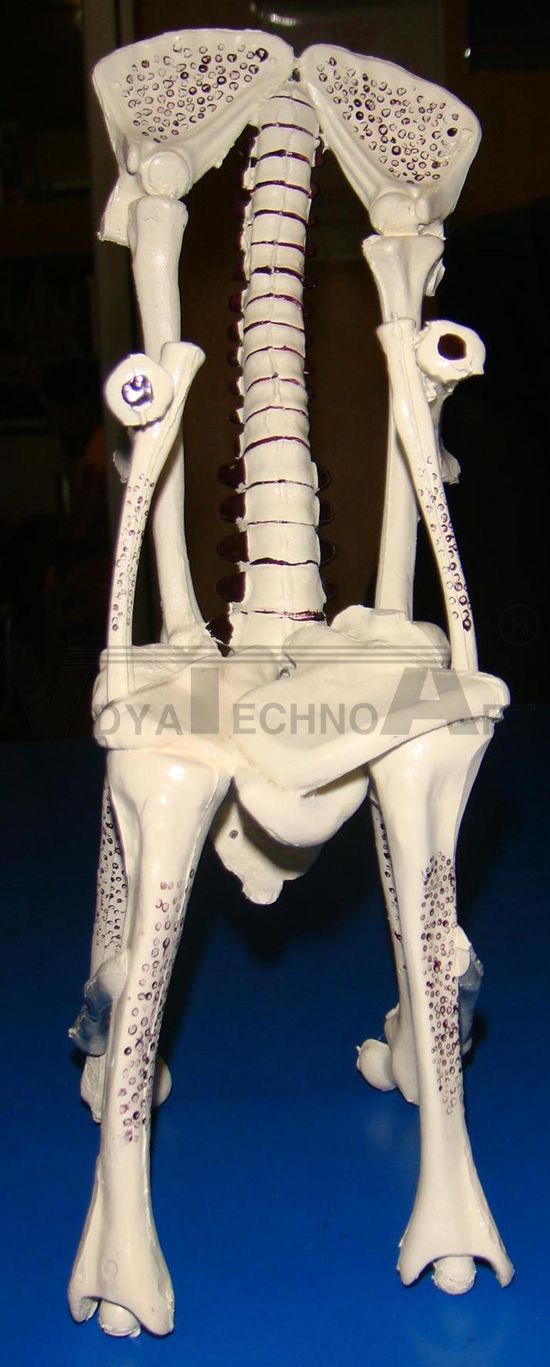 Chair Osteoporesis